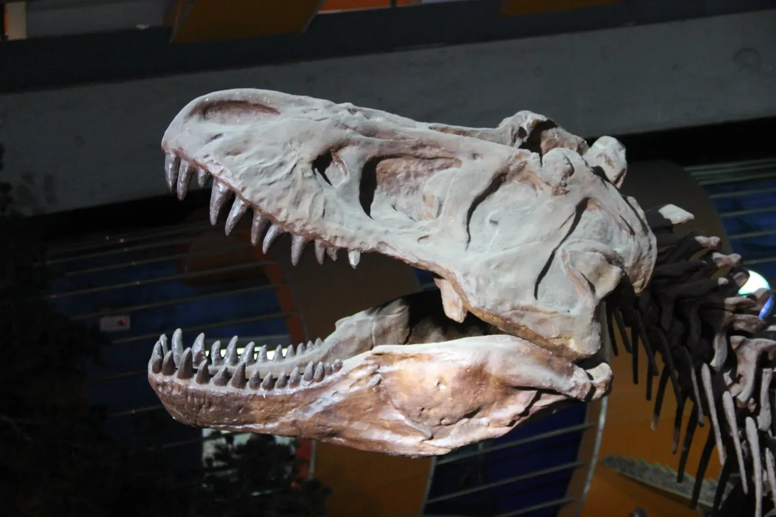 Brains, Intelligence, and the Debate Over Cognitive Capacity (By Gary Todd, CC0)