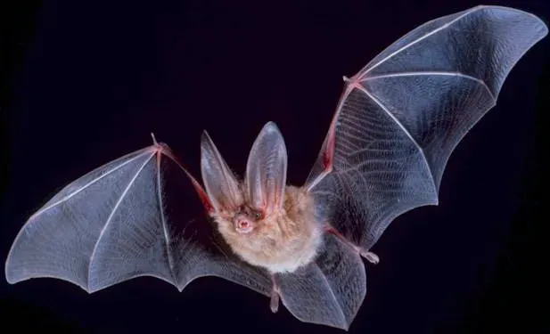 #9 - The New Guinea Big-Eared Bat (By PD-USGov, exact author unknown, Public domain)
