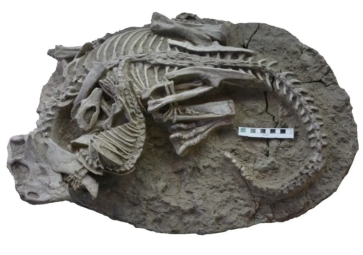 #9 - A Mammal Once Ate a Baby Dinosaur for Lunch (Han, G., Mallon, J.C., Lussier, A.J. et al. (2023). An extraordinary fossil captures the struggle for existence during the Mesozoic. Sci Rep 13, 11221. https://doi.org/10.1038/s41598-023-37545-8, CC BY 4.0)