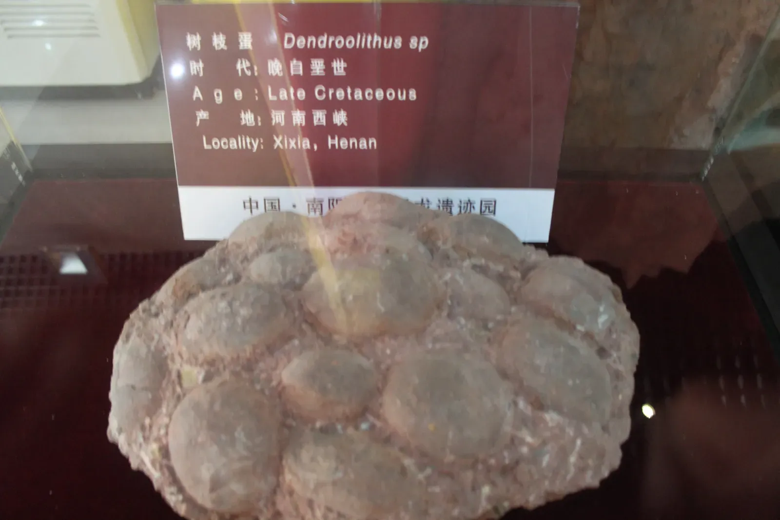 Female Dinosaurs Could Lay Up to 20 Eggs at Once (Image Credits: Wikimedia)