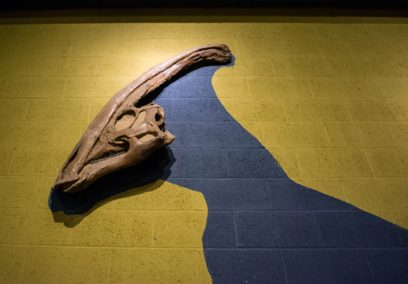 How Scientists Turned Fossil Skulls Into Prehistoric Sound Models (parasaurolophus skull - Cleveland Museum of Natural History - 2014-12-26, CC BY-SA 2.0)