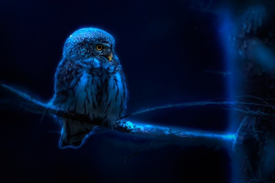 Blue Enthusiasts Embody the Wise Owl (Image Credits: Unsplash)