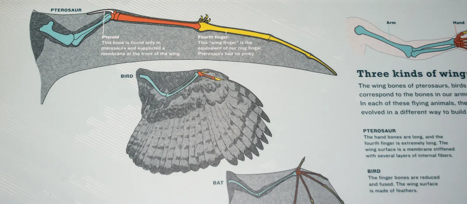 The Muscular Wing Root: An Aerodynamic Trick No One Expected (Image Credits: Wikimedia)