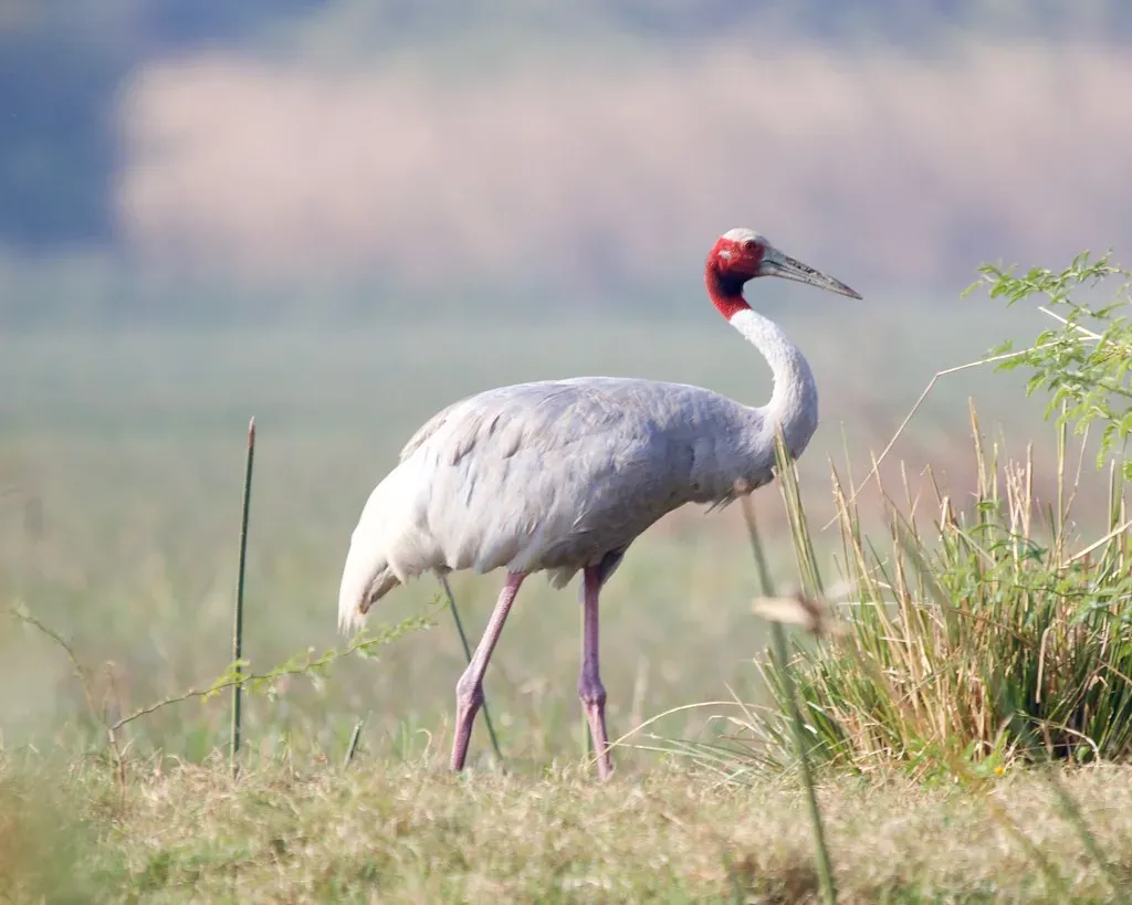 Libra: The Graceful Crane (Image Credits: Flickr)