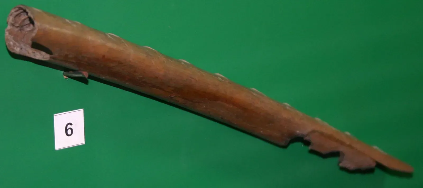 Sixty Thousand Years Ago: The Timeline That Changes Everything (By Jonathan Cardy, CC BY-SA 3.0)