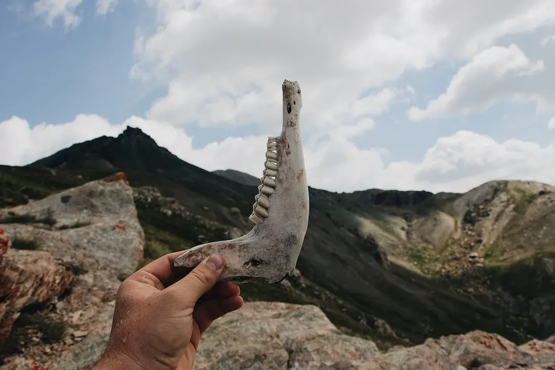 #24 - Telanthropus: The "Missing Link" That Vanished Into Homo Erectus (Image Credits: Unsplash)