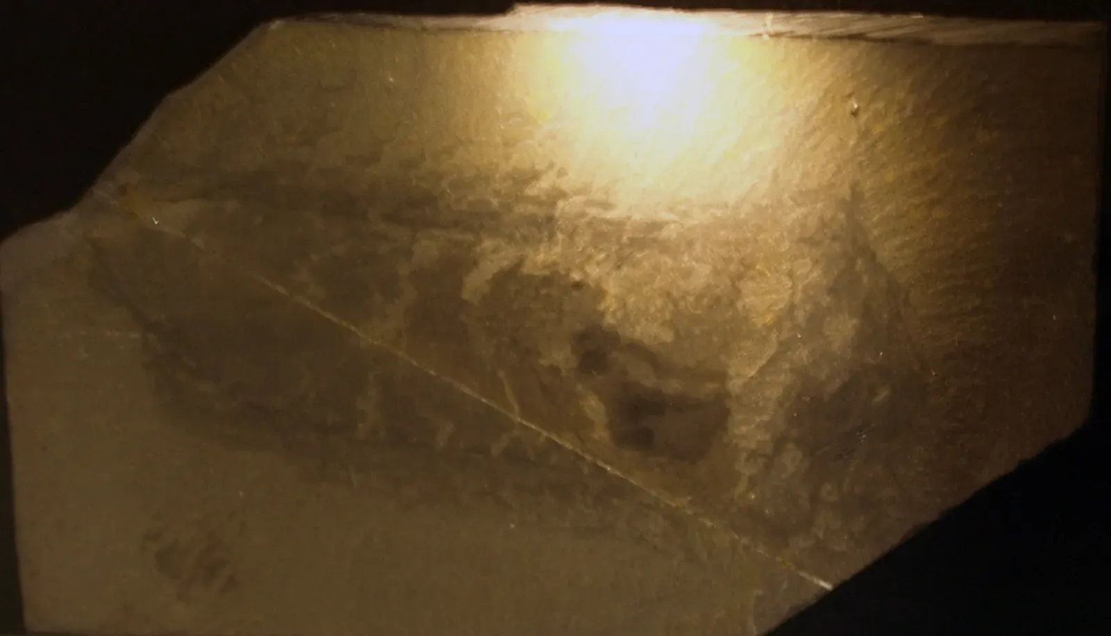 #7 - Odontogriphus, the "Tooth Riddle" Still Unsolved (Own work (photo), CC BY-SA 3.0)