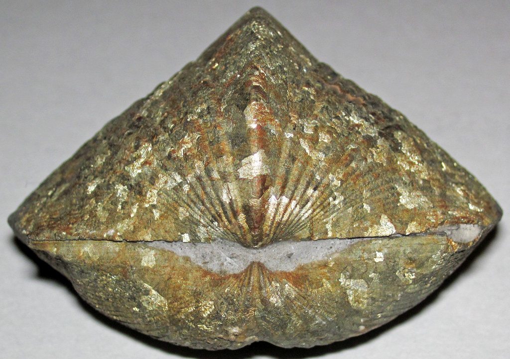 Taurus Rising - The Sturdy Brachiopod Shell (Image Credits: Flickr)