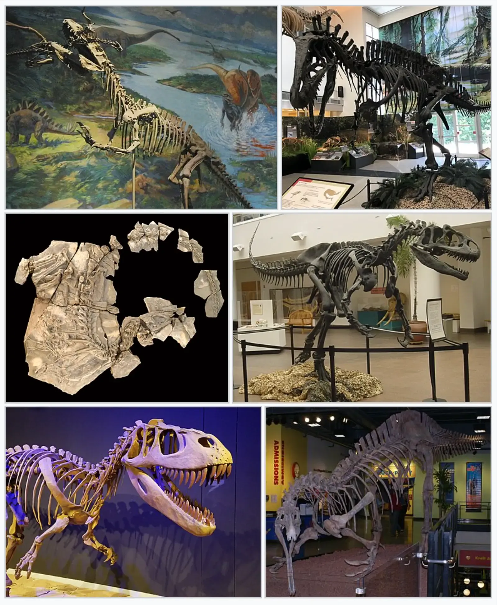 A Key Piece In The Puzzle Of Megalosauroids And Allosauroids (By User:Phreakster 1998
VSPYCC[1]
User:FunkMonk
User:Sheep81
User:NGPezz
Belinda Hankins Miller from U.S.A., CC BY-SA 4.0)