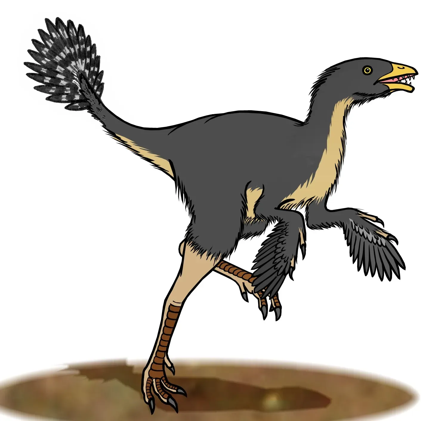 9. Caudipteryx: The Flush-and-Pursue Insect Hunter (Image Credits: Wikimedia)
