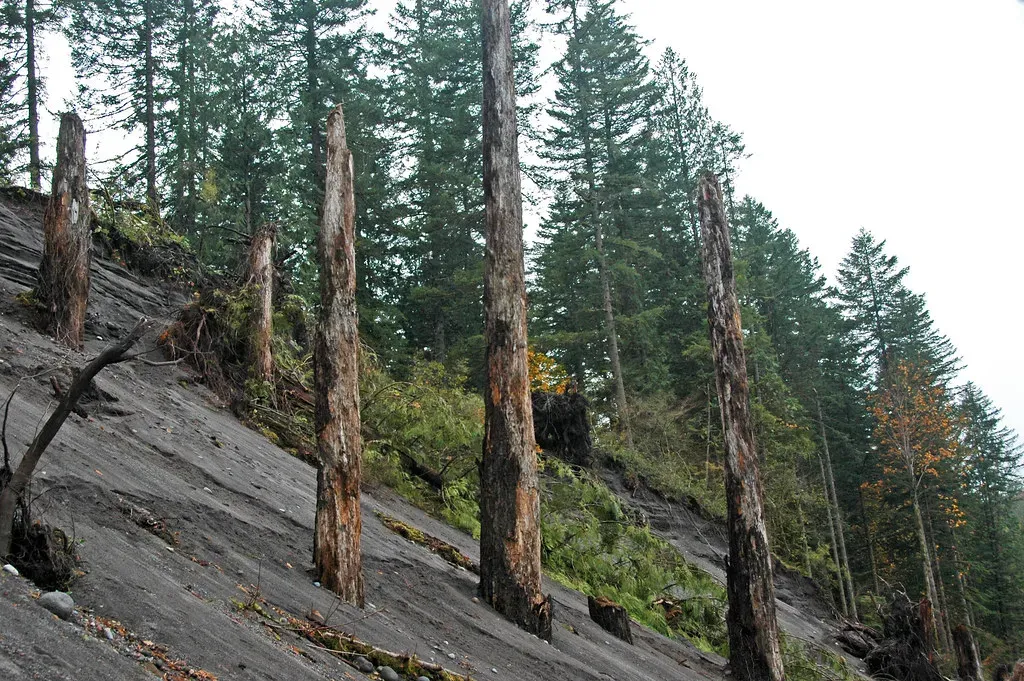 The Bizarre Architecture of Ancient Trees (Image Credits: Flickr)