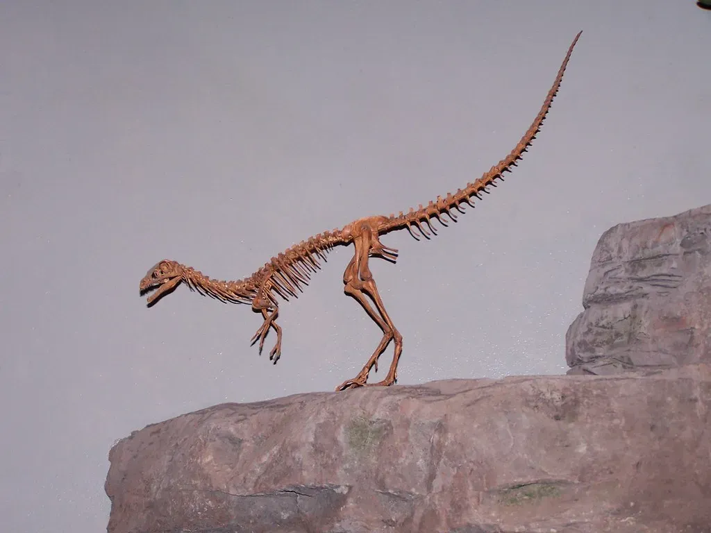 The Tiny Terror: Meet the Chicken-Sized Predators (ZacharyTirrell, Flickr, CC BY-SA 2.0)