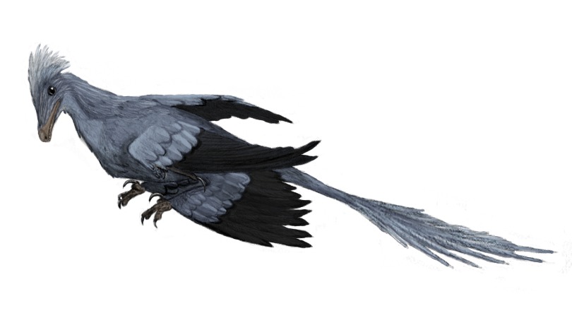 The Feather Revolution in Paleontology (Image Credits: Wikimedia)