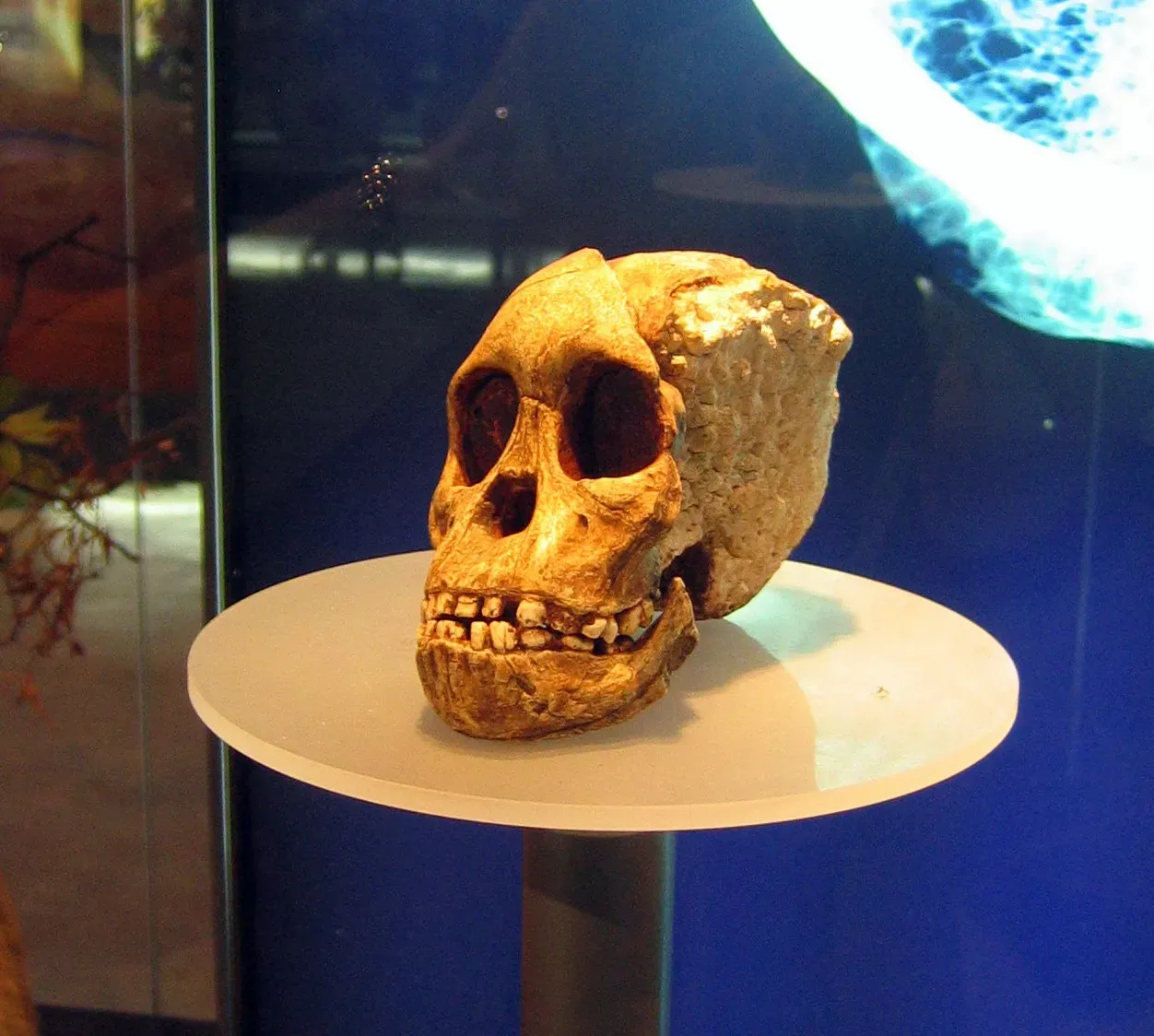 The Taung Child Skull Found in a Lime Quarry (By Anrie, CC BY-SA 3.0)