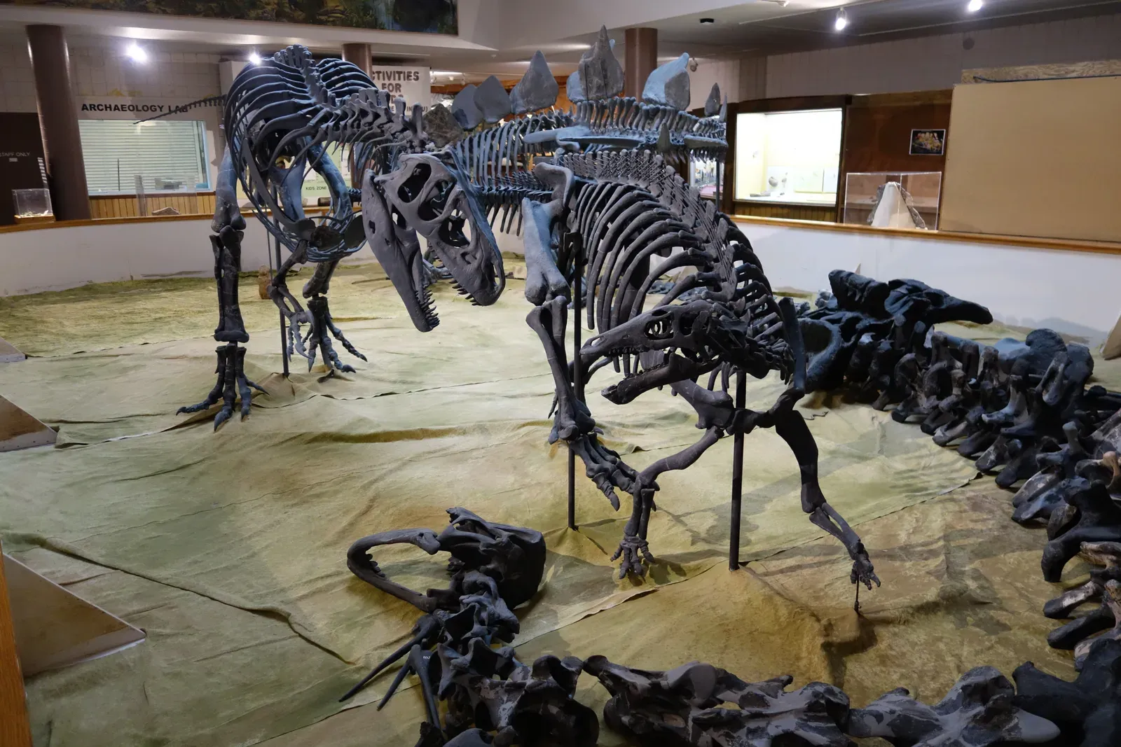 Allosaurus vs. Stegosaurus: The Plates and the Thagomizer (By Jens Lallensack, CC BY-SA 4.0)