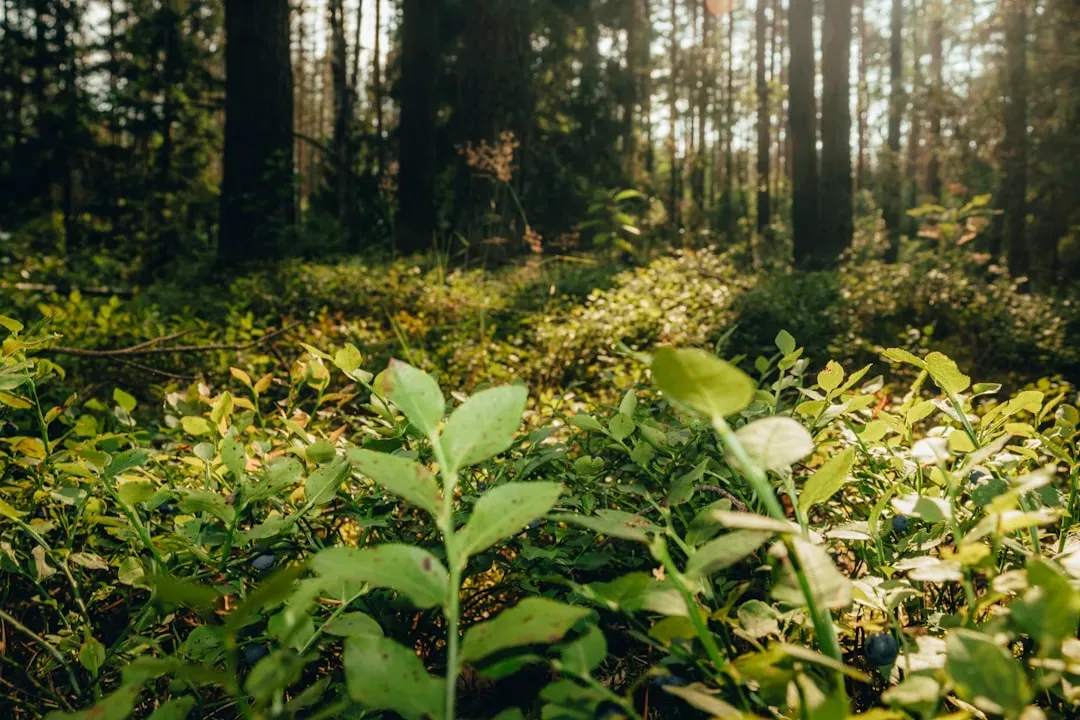 Diversification as an Ecosystem: Avoiding the Single‑Habitat Trap (Image Credits: Unsplash)