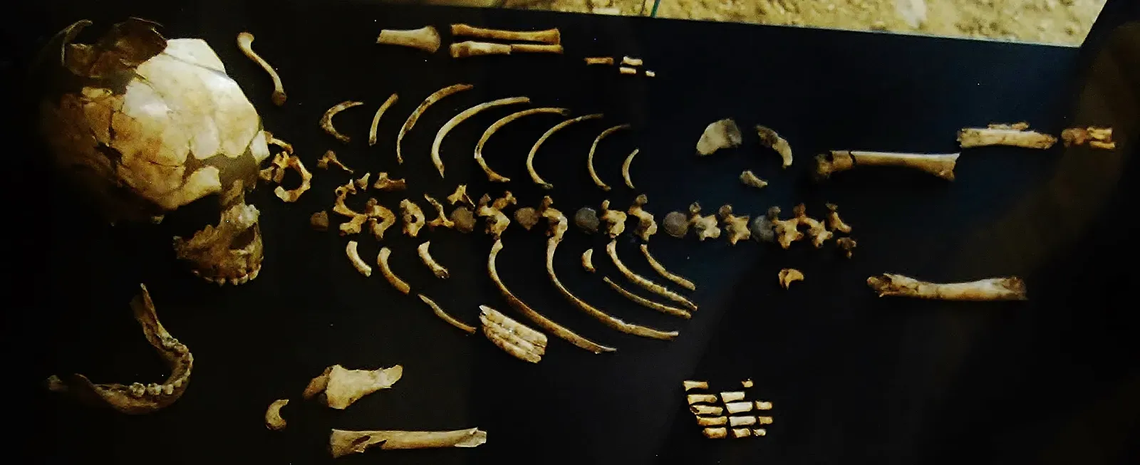 #3 - The Neanderthal Skeleton That Wasn't Even Representative (By Leo Fyllnet, CC BY-SA 3.0)