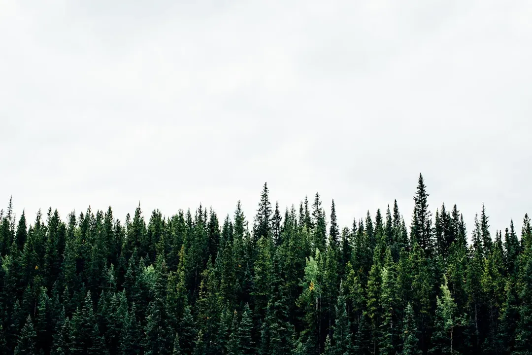 9. Podocarps and Other Ancient Conifers (Image Credits: Unsplash)