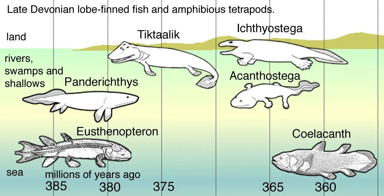 From Fins to Feet: The Anatomy of an Impossible Transformation (Own work by uploader using commons sources, CC BY-SA 4.0)