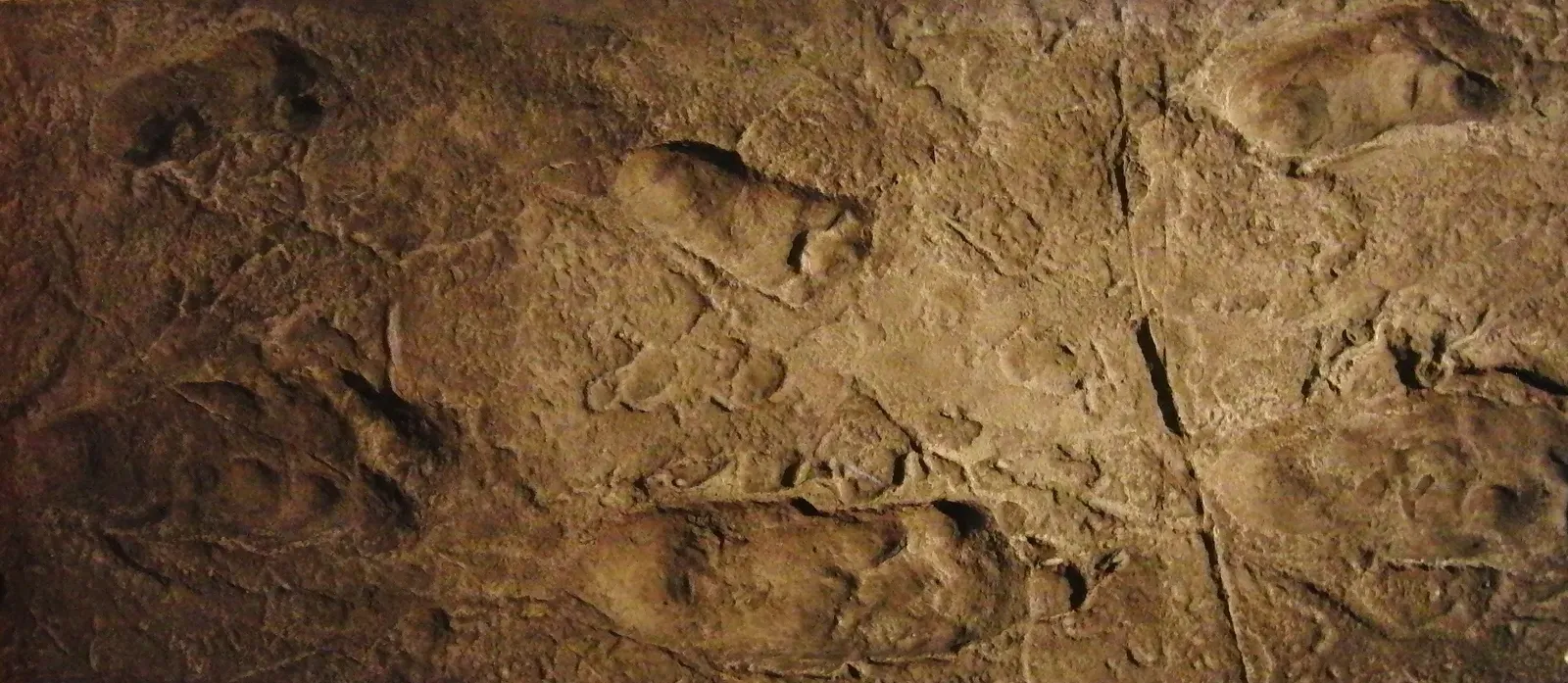 #9 - The Laetoli Footprints: Frozen Proof of Walking Upright (By Momotarou2012, CC BY-SA 3.0)