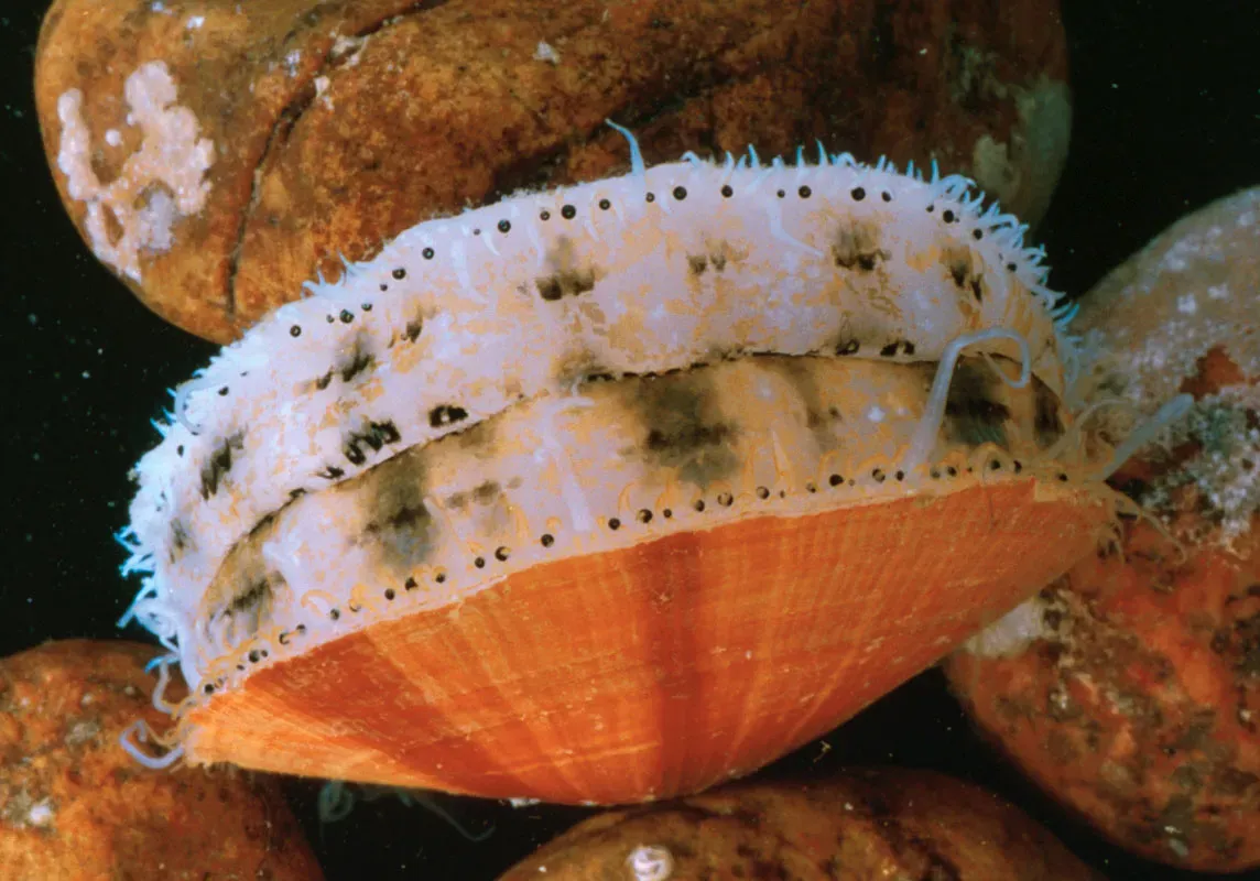 #10 - Myonera aleutiana: The Carnivorous Clam That Broke a Record and Vanished (By Dann Blackwood, USGS, Public domain)