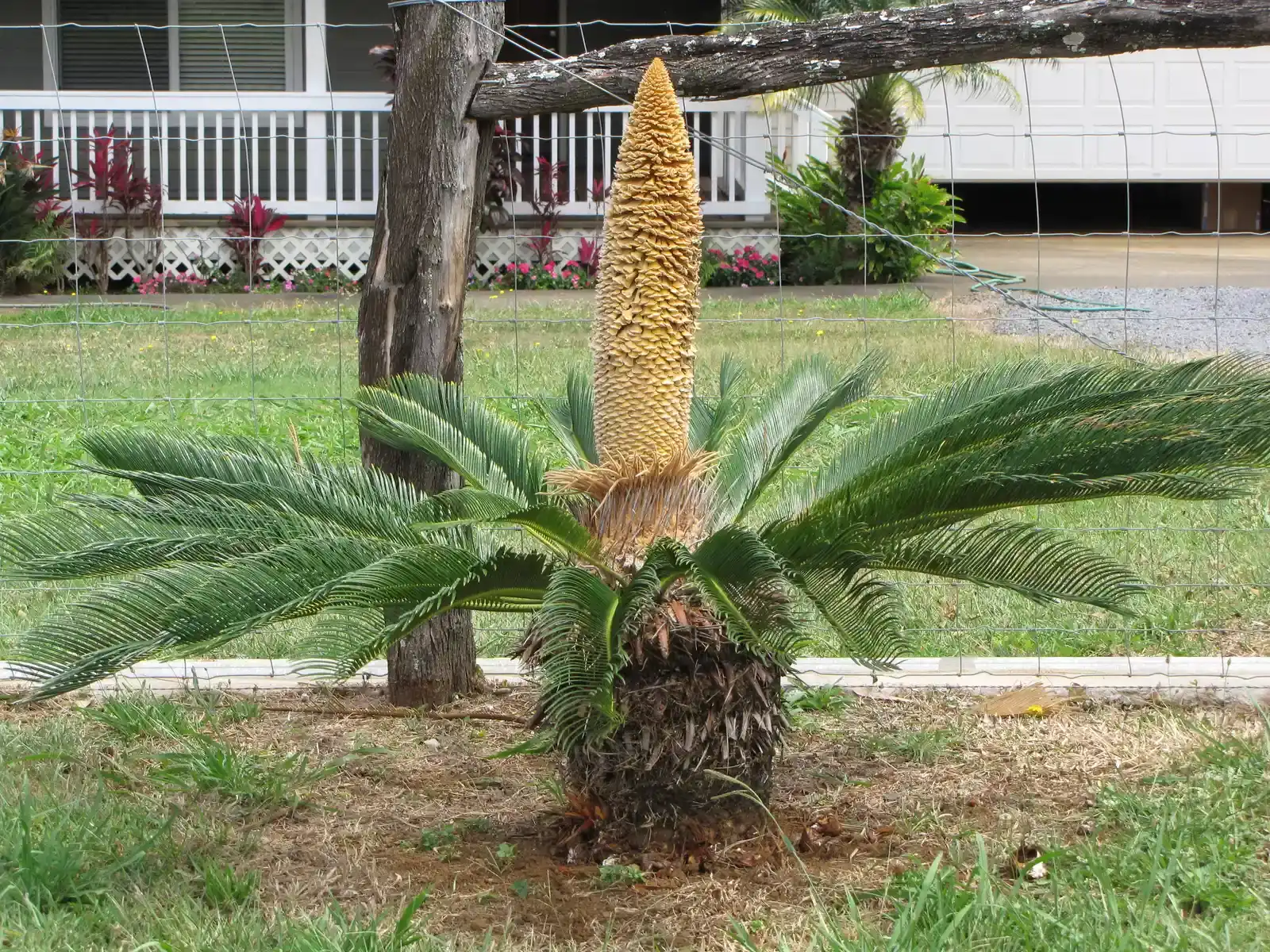 Cycads With Poisonous Parts And Spiky Defenses (Image Credits: Wikimedia)