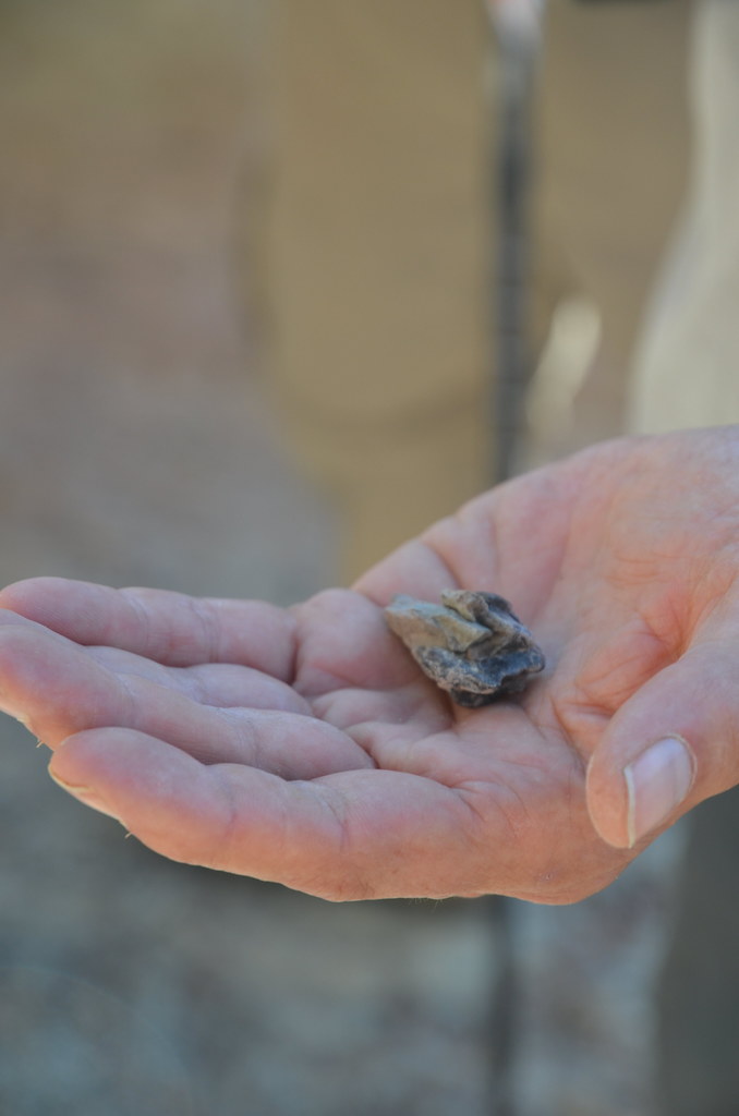 Nebraska Man - When One Tooth Fooled the World (Image Credits: Flickr)