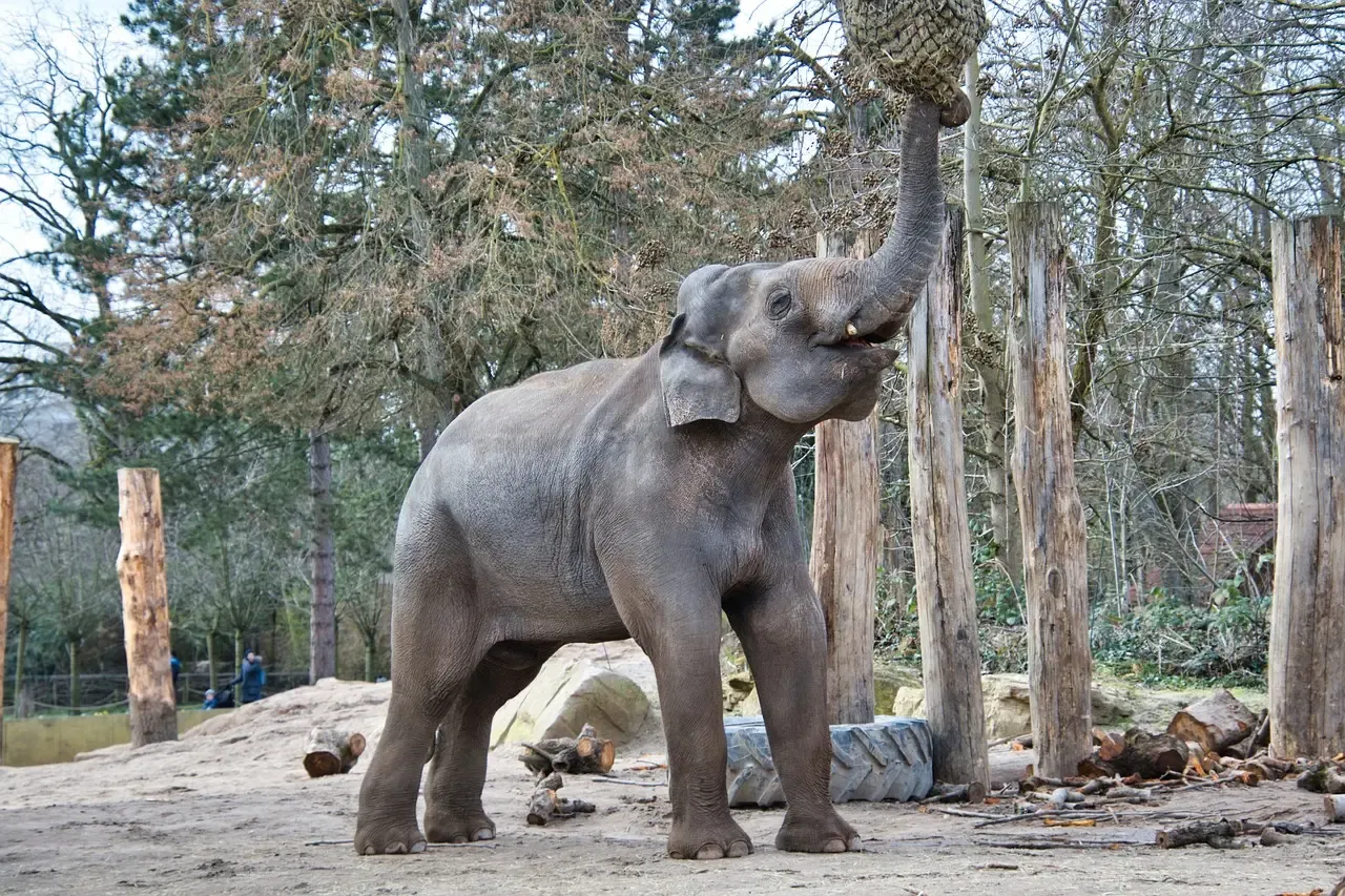 #14 - Elephants Supposedly Do Complex Math With Numbers (Image Credits: Pixabay)