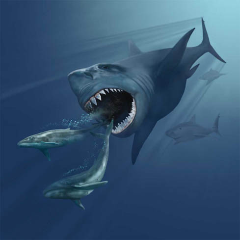 The Megalodon Connection: Coexisting Giants (Image Credits: Wikimedia)