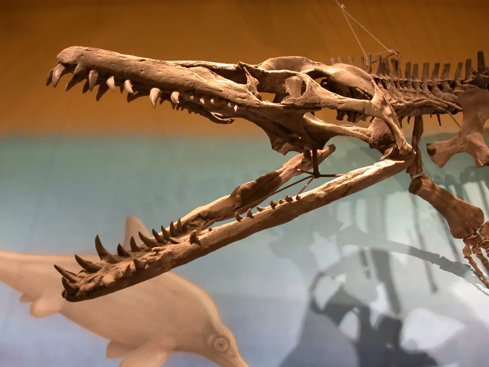 Teeth, Jaws, and the Brutality of Marine Feeding (Ybpli_1bUploaded by FunkMonk, CC BY-SA 2.0)