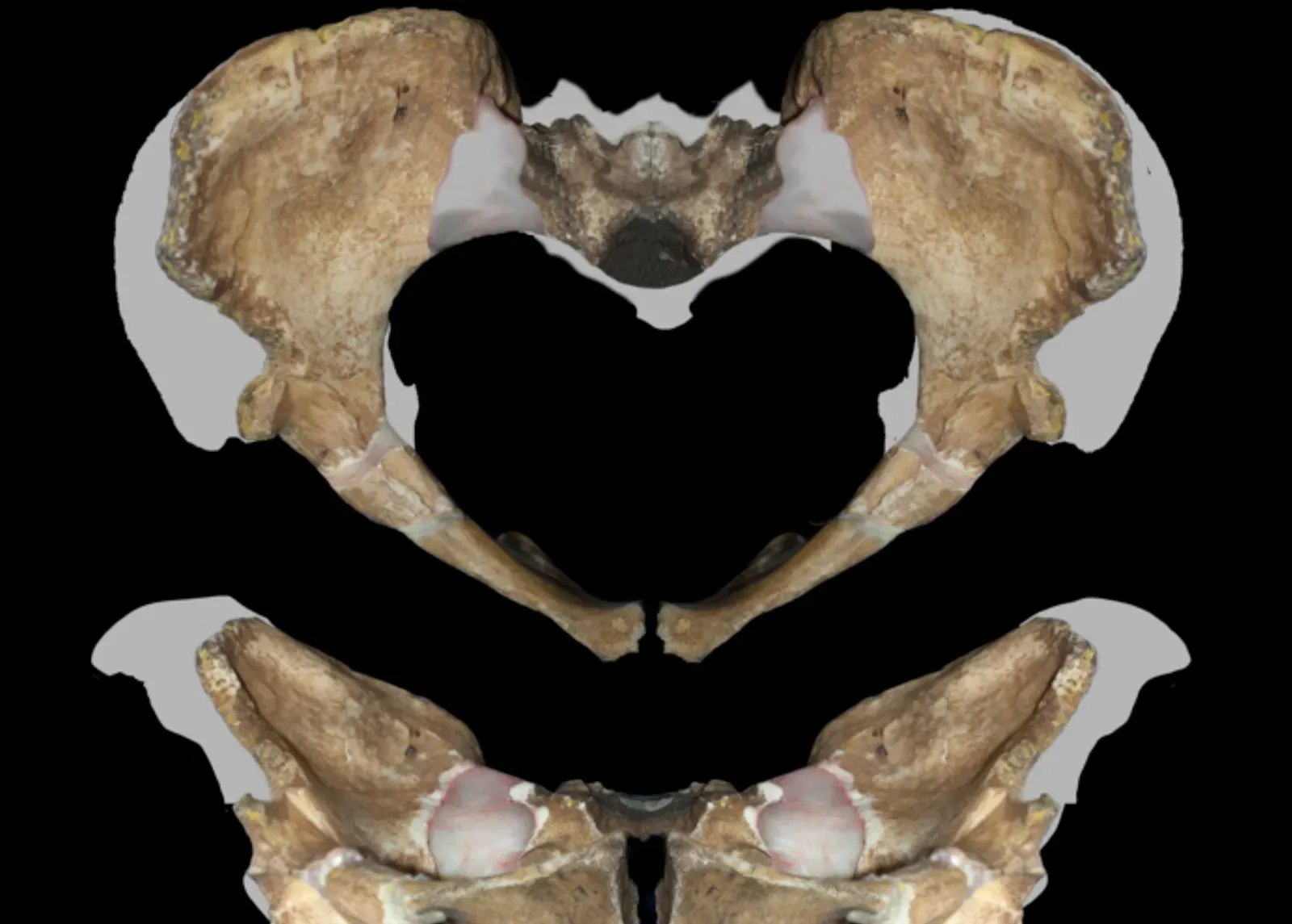 #3 - Her Hips Revealed She Was Female (Image Credits: Wikimedia)