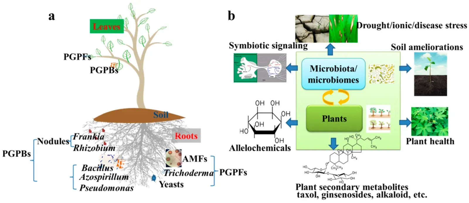 Partnerships in the Deep Past: Plants and Fungi Rewriting the Rules ([1]doi:10.3390/ijms21051792, CC BY-SA 4.0)