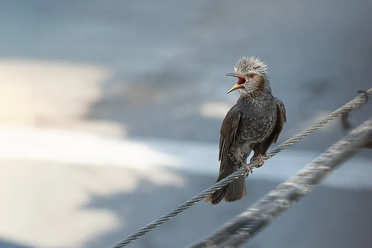 Birds Hold Critical Clues to Dinosaur Sounds (Image Credits: Pixabay)