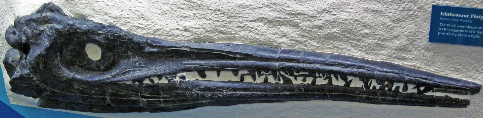 What Giant Eyes Tell Us About Their Minds, Lives, And Extinction (Platypterygius sp. (fossil ichthyosaur) (Cretaceous; Weston County, Wyoming, USA) 2, CC BY 2.0)