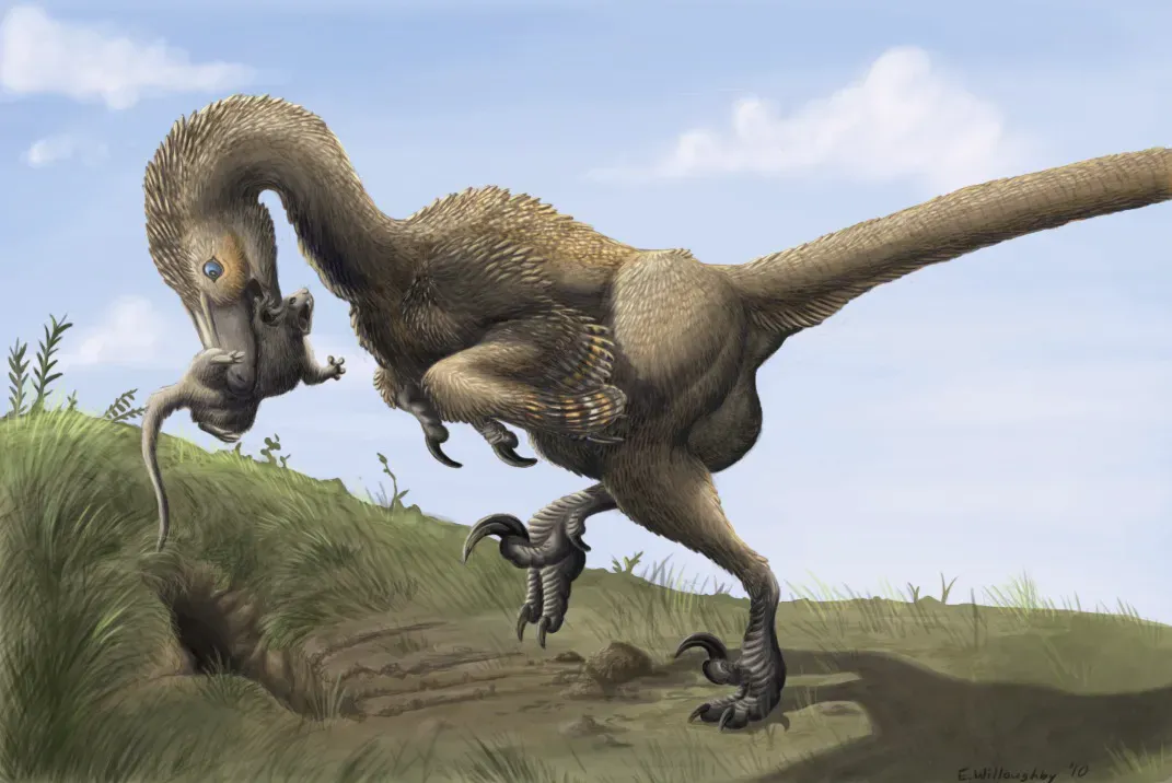 #11 - Saurornitholestes: The Overlooked Canadian Assassin (By Ferahgo the Assassin (Emily Willoughby, e.deinonychus@gmail.com) http://emilywilloughby.com/, CC BY 3.0)