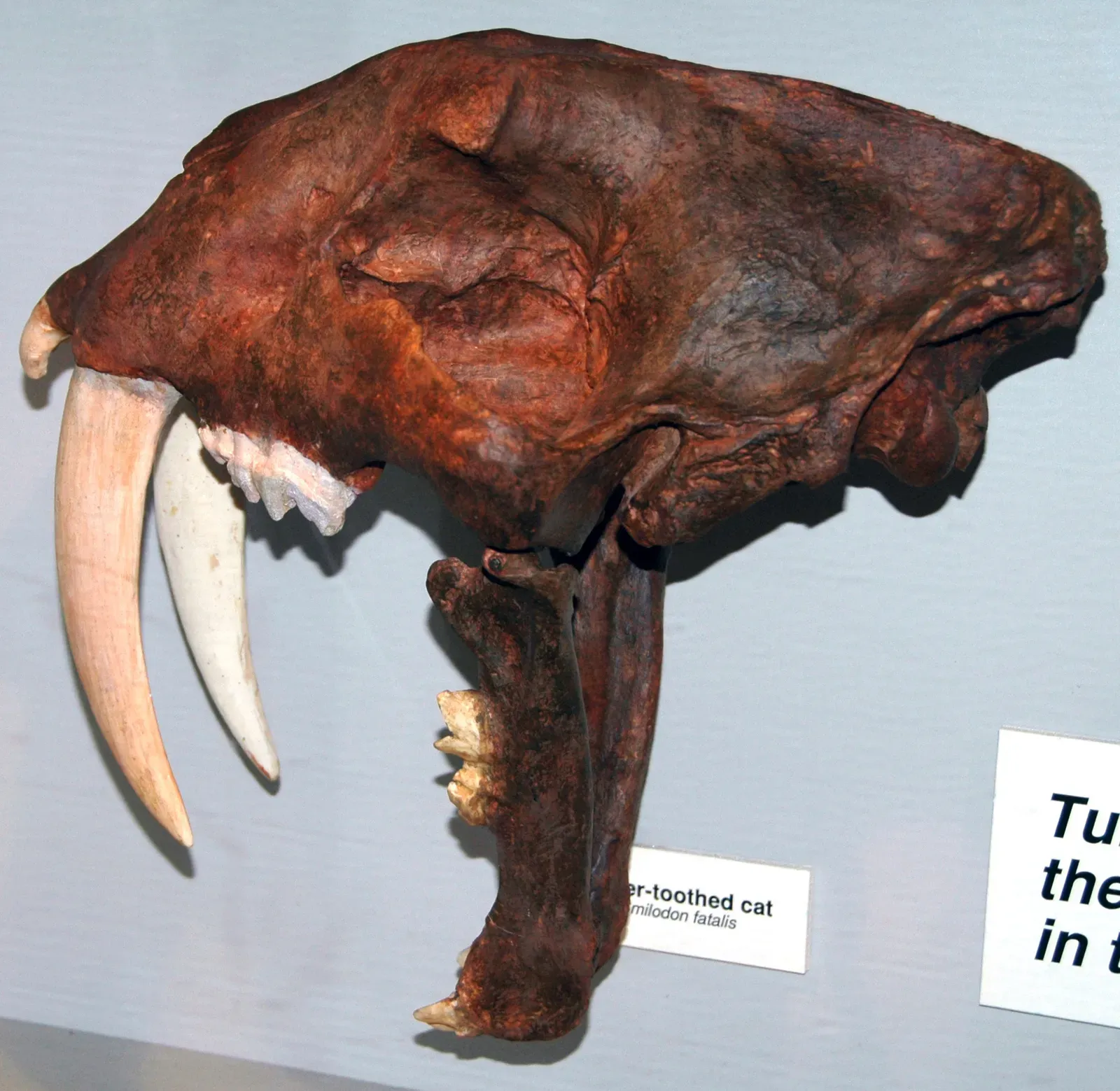#10 - It Had a Skull Built Exactly Like a Modern Lion's (Smilodon fatalis saber-toothed tiger (Upper Pleistocene; California, USA) 8, CC BY 2.0)