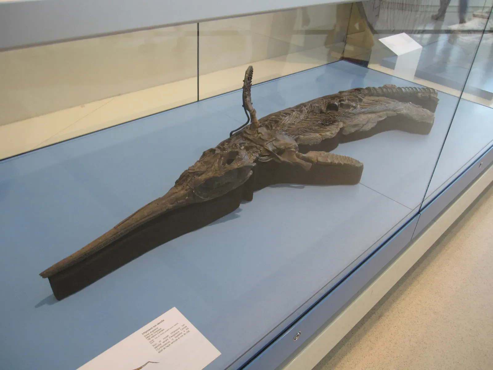 Shaped Like Dolphins, Built Like Reptiles (Ichthyosaur fossil, Royal Ontario MuseumUploaded by FunkMonk, CC BY-SA 2.0)