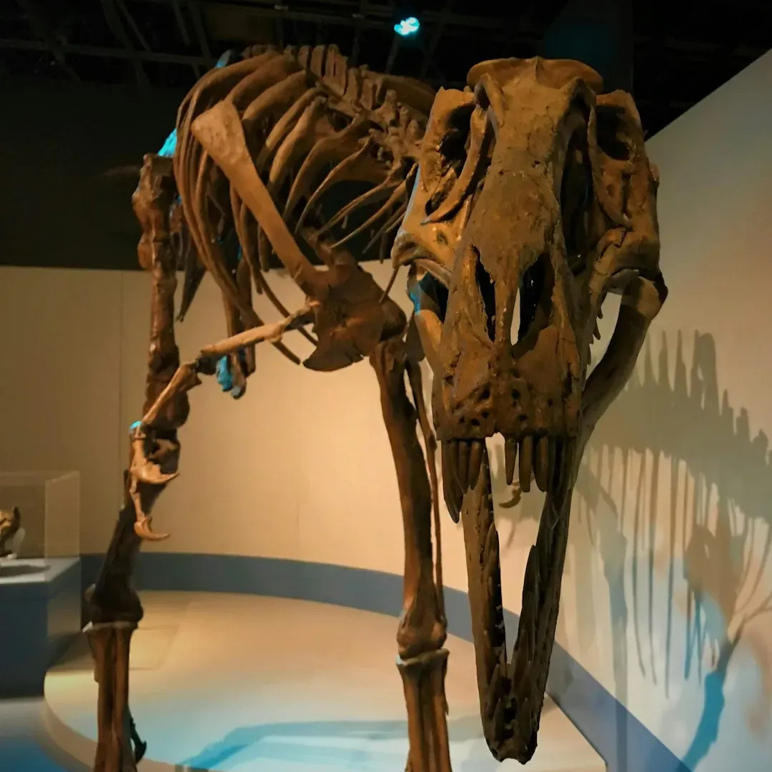 Unexpected Fossils in the East: New Jersey, the Carolinas, and Beyond (Image Credits: Unsplash)