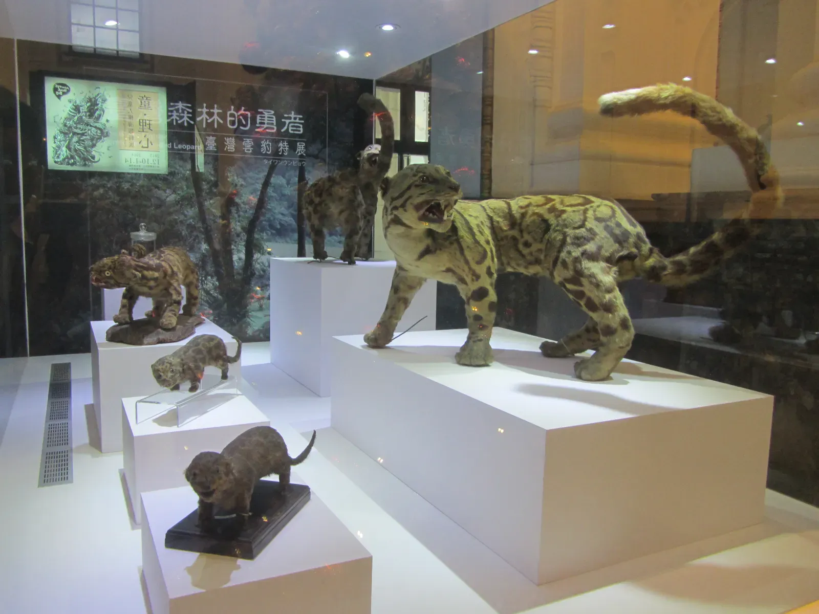 #5 - The Formosan Clouded Leopard Ruled Taiwan's Forests Until It Didn't (By SSR2000, CC BY-SA 3.0)
