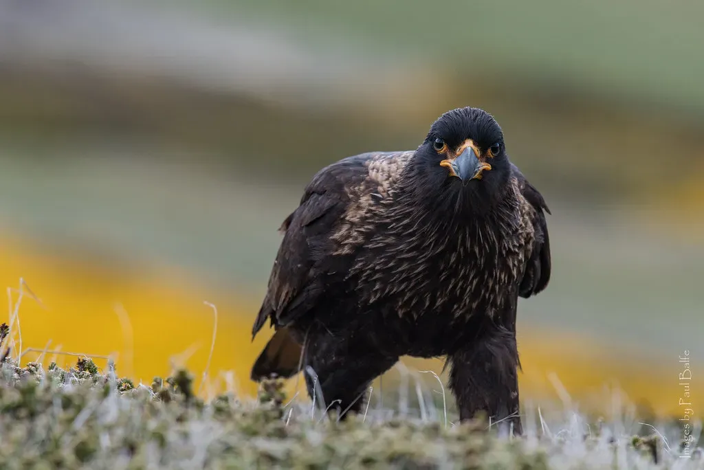 Problem Solvers in Feathers (Image Credits: Flickr)