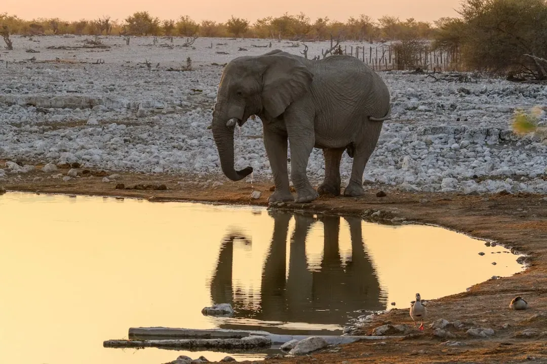 #1 - Elephants Recognize Themselves in a Mirror (Image Credits: Unsplash)