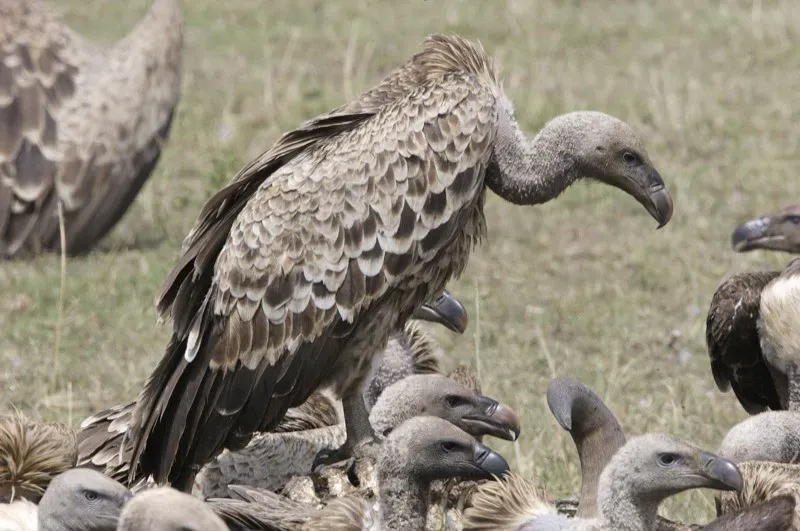 Fact 4: A Stomach That Could Survive a Chemistry Lab (Lip Kee, Flickr, CC BY-SA 2.0)