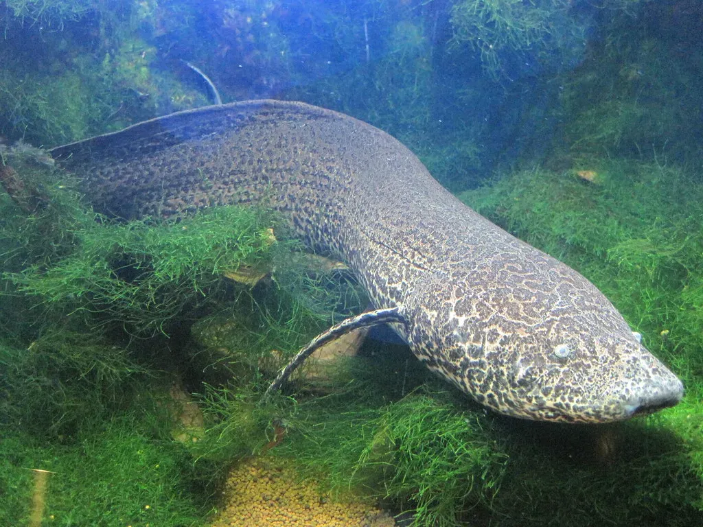 The African Lungfish: The Master of Pressing Pause on Life (Image Credits: Flickr)