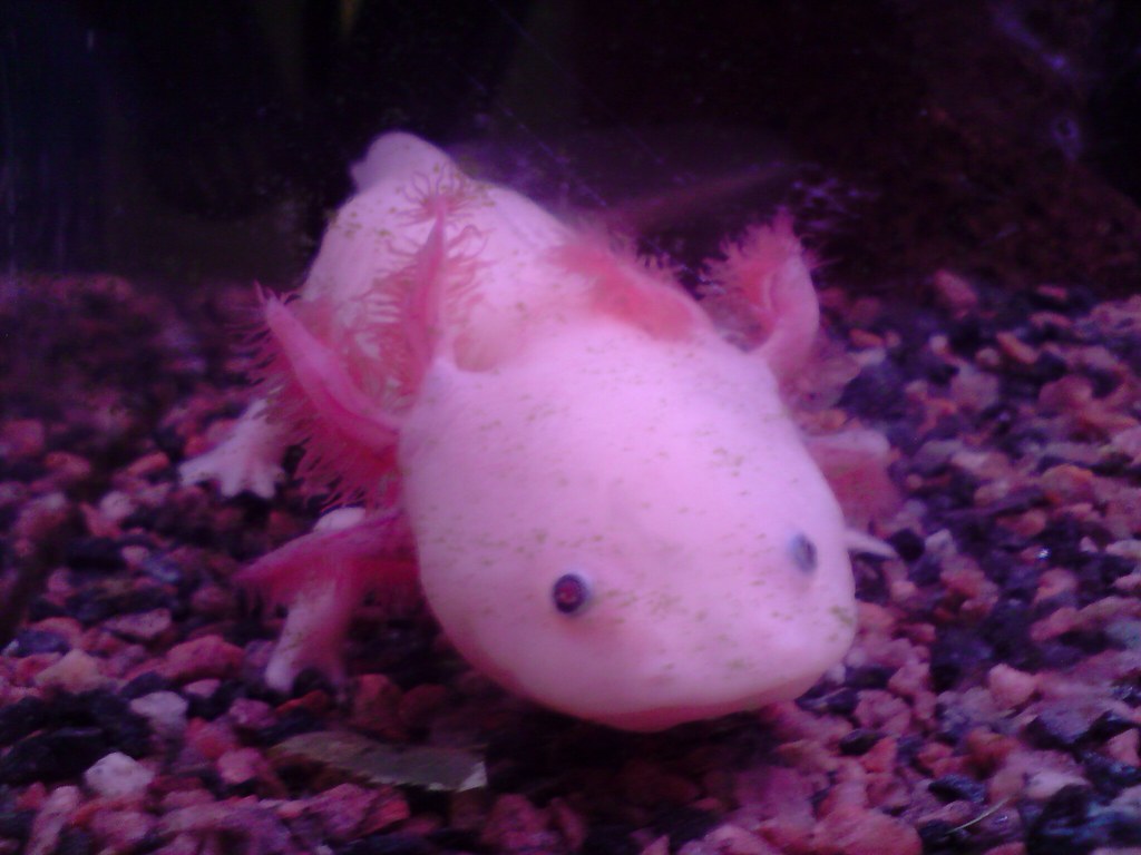 The Secret World of Axolotl Regeneration (Image Credits: Flickr)