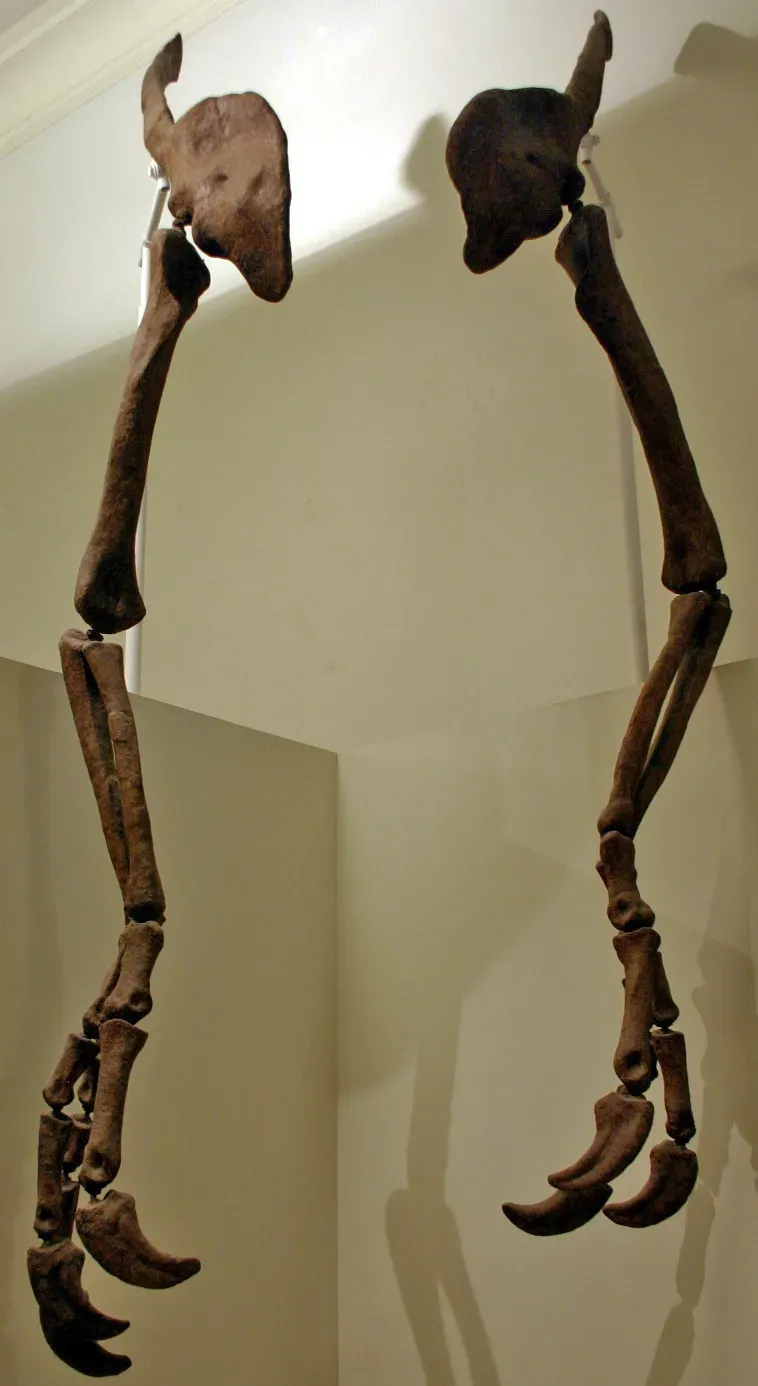 Fact 2: Those Arms Were the Longest of Any Two-Legged Dinosaur on Earth (Deinocheirus mirificus, CC BY-SA 2.0)