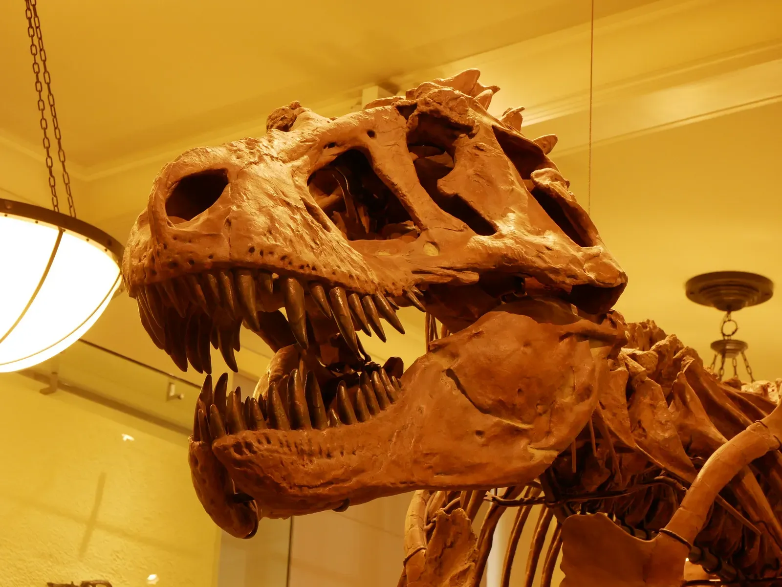 T. Rex Was Probably Not as Smart as Scientists Once Sensationally Claimed (Image Credits: Wikimedia)