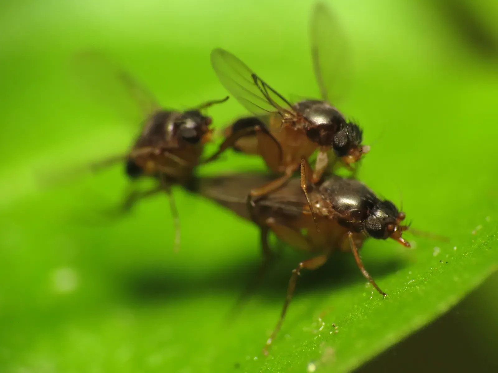#11 - Fruit-Fly Lookalikes That Turned Out to Be Almost All New (Scuttle Fly Pair + Interloper, CC BY 2.0)