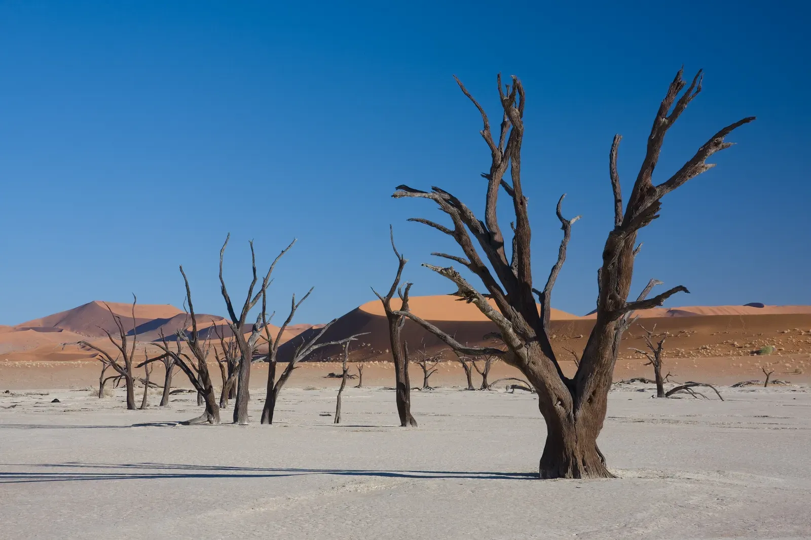 Rethinking “Waste”: What Dead Trees Teach Us About Recycling and Resilience (By Ikiwaner, GFDL 1.2)