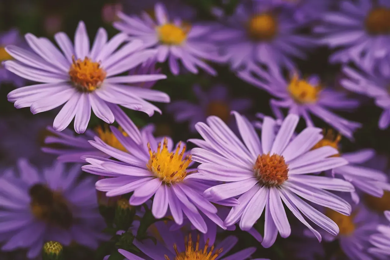 September: The Wise Aster (Image Credits: Pixabay)