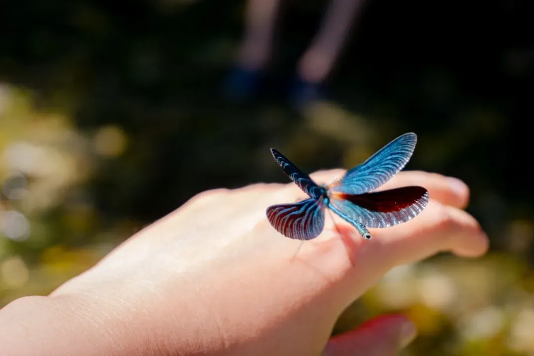 The Transformative Message of Butterflies and Dragonflies (Image Credits: Unsplash)
